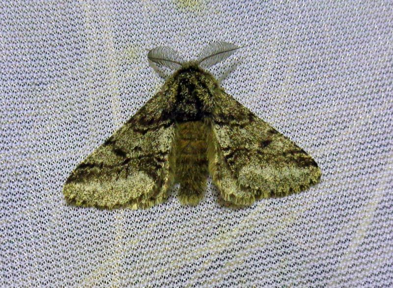 Lycia hirtaria, forma melanica